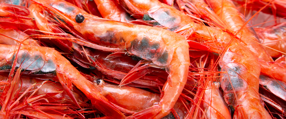 “獲れたて”を届ける極上の甘えび ― 石川県産の鮮度が違う理由とは？