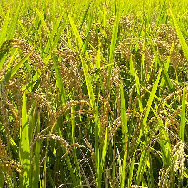 【令和7年度産】 能登島のふるさと米（5kg）【産直】