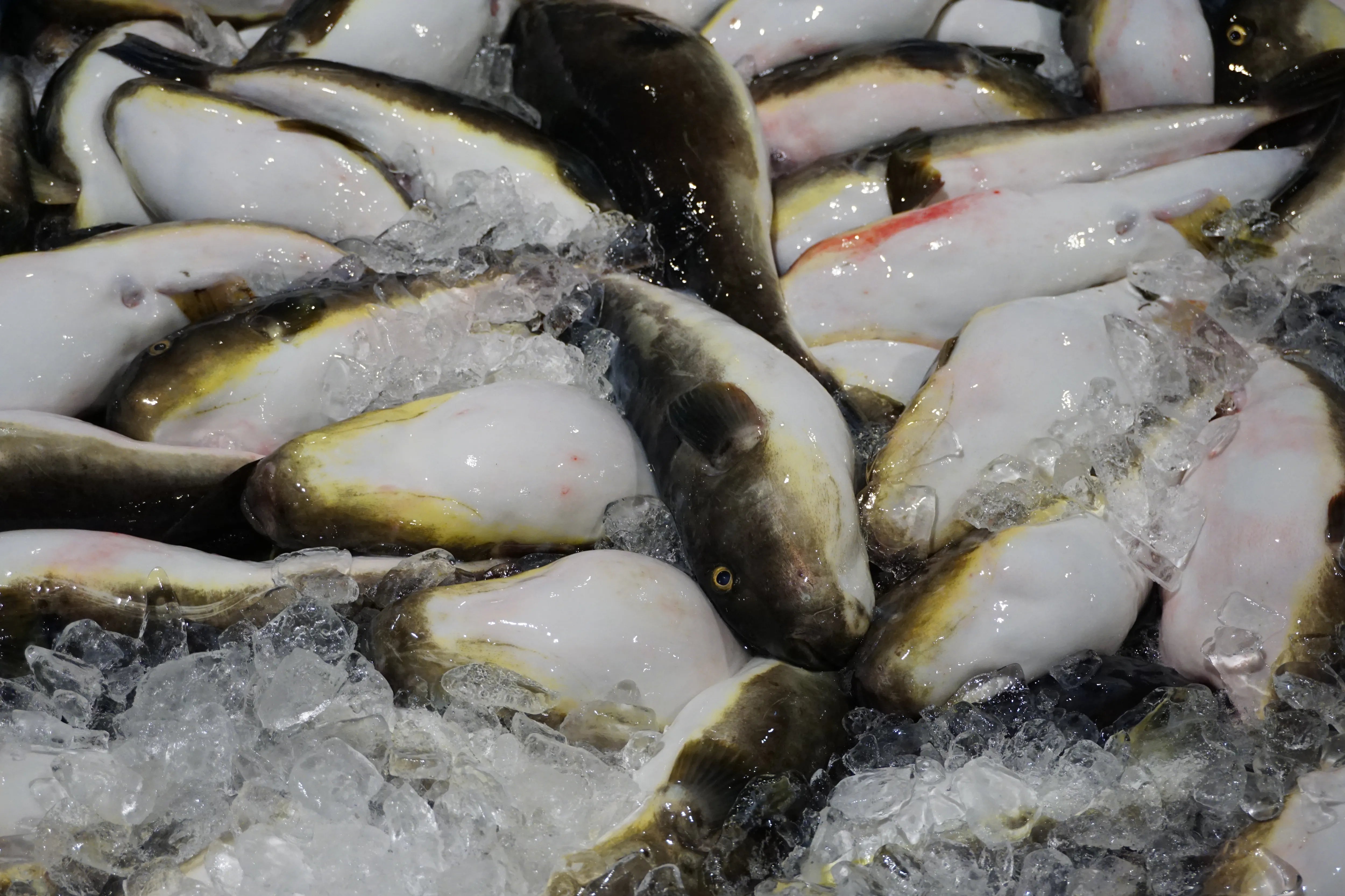 輪島産天然真ふぐ　骨付き　１ｋｇ【冷凍】