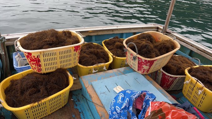 輪島産 海女手摘み天然岩もずく【冷蔵】