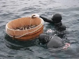 輪島産 海女手摘み天然岩もずく【冷蔵】