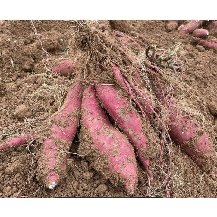 【旬まるかじり】石川県（能登）産 さつまいもスティック200g×3,かぼちゃ300g×3【冷凍】