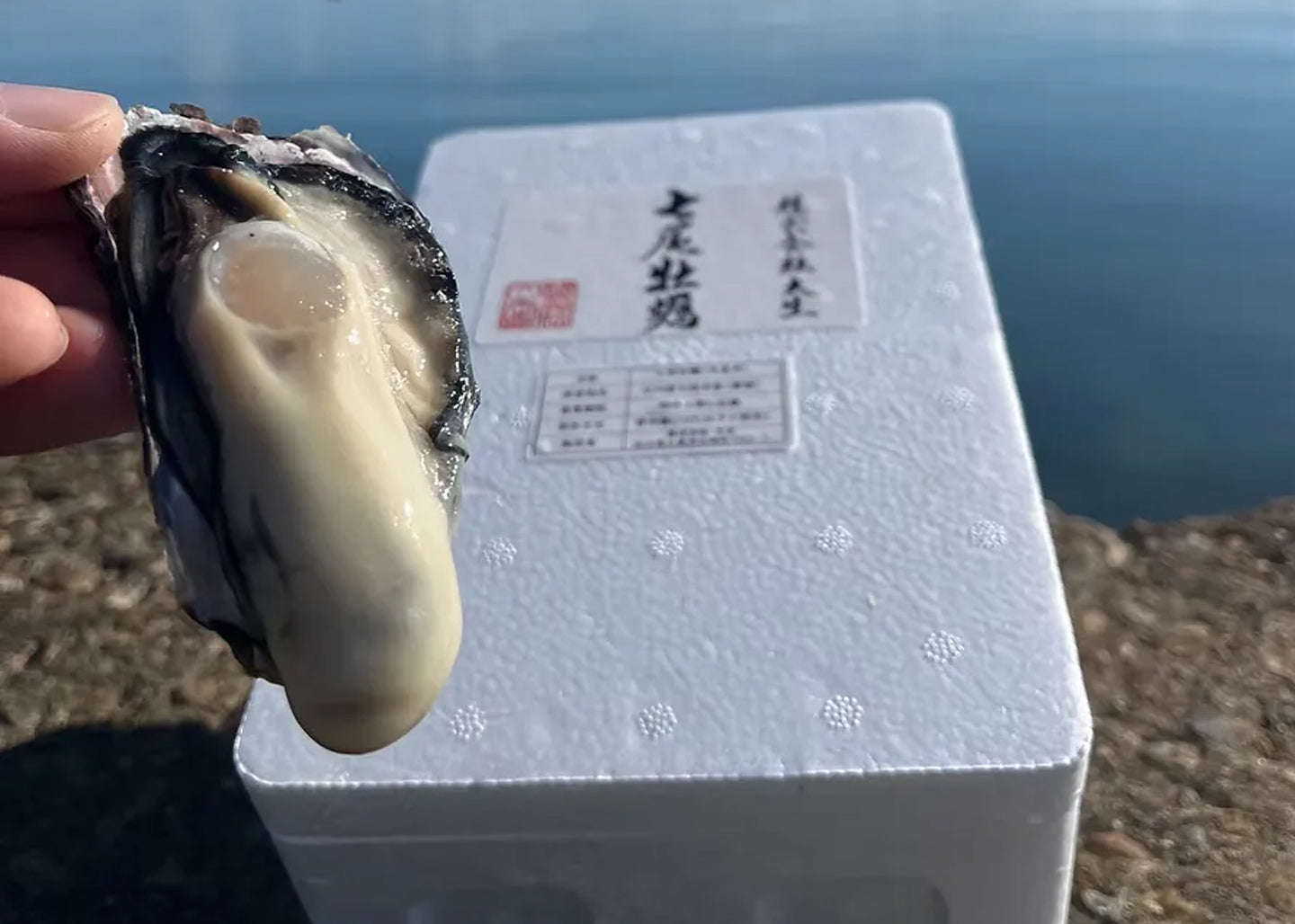 七尾牡蠣 10個【冷蔵】【産直】【送料込み】